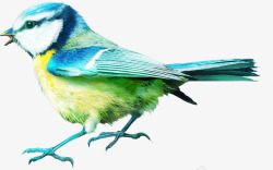 手绘虫鸟森林动物彩色小鸟高清图片