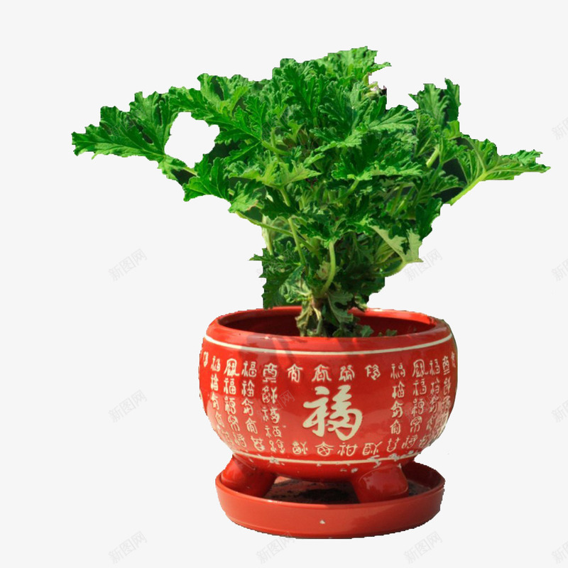 驱蚊草盆栽png免抠素材_88icon https://88icon.com 盆栽 种植 绿色植物 花盆 蚊子怕的草 驱蚊草