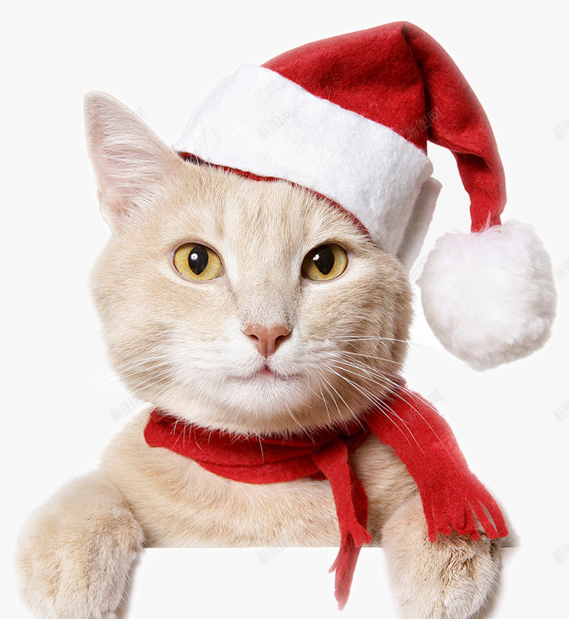 呆萌圣诞小猫png免抠素材_88icon https://88icon.com 可爱 呆萌 喜庆 圣诞帽 圣诞快乐 圣诞礼物 圣诞老人 圣诞节 小猫 红色 节日气氛 装饰丝带