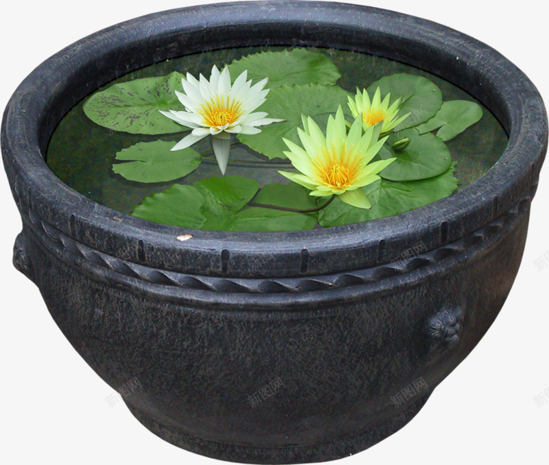 一缸睡莲png免抠素材_88icon https://88icon.com 植物 水 睡莲 缸 荷叶