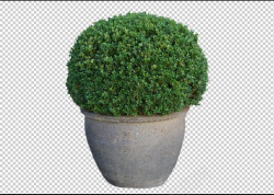 绿色的盆栽素材