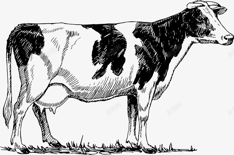 草地上的奶牛png免抠素材_88icon https://88icon.com 动物 奶牛 牛奶 草地上 黑白牛