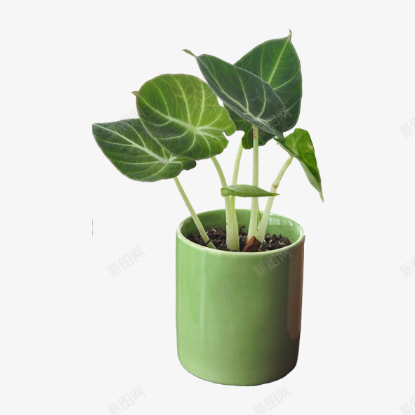 绿色植物png免抠素材_88icon https://88icon.com 景观花盆 盆栽 绿化装饰 绿色植物