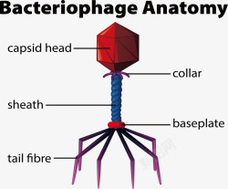 病毒结构图片生物病毒模型高清图片