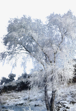 雪景免抠图素材吉林雾松高清图片