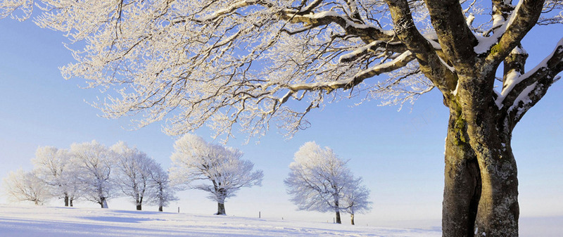 梦幻雪地大树风景png免抠素材_88icon https://88icon.com 大树 梦幻 雪地 风景