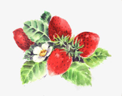 彩绘红艳艳的草莓素材