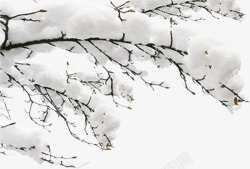 雪落树枝图片雪落枝头高清图片