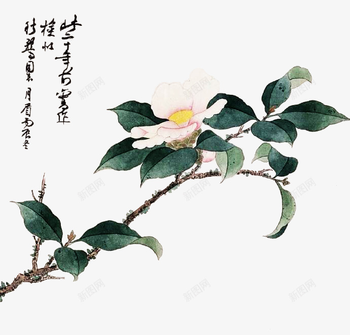 手绘山茶花png免抠素材_88icon https://88icon.com 中国风 山茶花 山茶花图 手绘 插画 树枝 绿叶 花卉 花朵 花树 鲜花