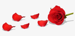 精美的红玫瑰和花瓣图素材