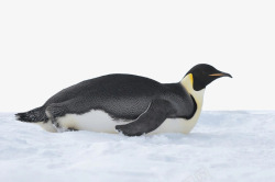 南极雪南极雪上的企鹅高清图片