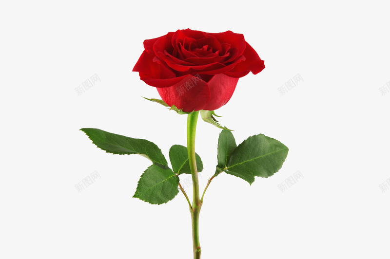 一支红色漂亮的玫瑰花png免抠素材_88icon https://88icon.com 植物 玫瑰花 红色的花 花