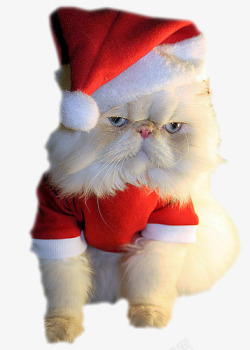 猫咪狗狗圣诞帽圣诞猫咪高清图片