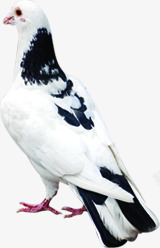 中秋节黑白色羽毛的鸽子素材