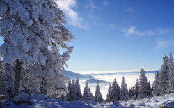 冬季蓝天白云树林雪地素材