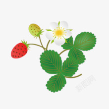 绿叶草莓花朵装饰素材