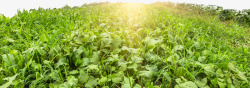 农业生产阳光蔬菜种植菜园高清图片
