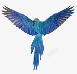 飞翔的鹦鹉蓝色鹦鹉背影高清图片