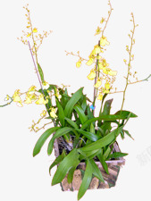 摄影绿色植物黄色花卉盆栽素材
