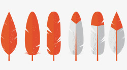 橘红色羽毛素材