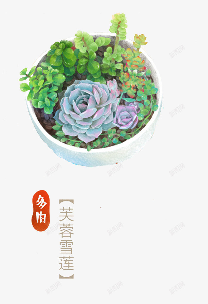 多肉芙蓉雪莲png免抠素材_88icon https://88icon.com 养殖 多肉植物 彩色 彩铅 手绘 植物 盆栽 芙蓉雪莲 花朵