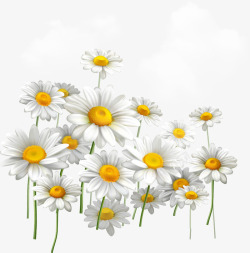 写实白色菊花矢量图素材