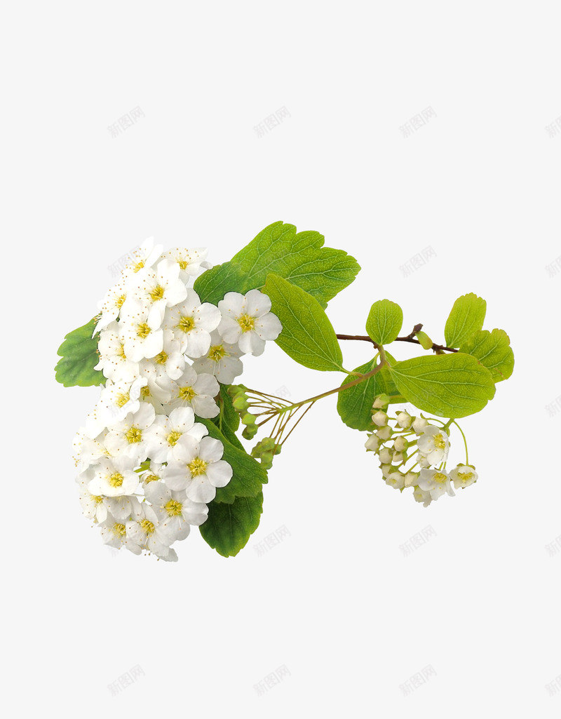 白色清新草莓花植物png免抠素材_88icon https://88icon.com 植物 清新 白色花朵 白色草莓花 花朵 草莓花