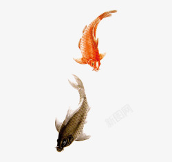 富贵鱼中国风传统水墨鱼高清图片