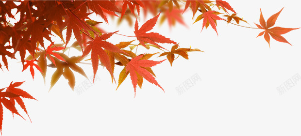 自然风景红色枫叶png免抠素材_88icon https://88icon.com 枫叶 红色 自然 风景