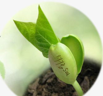 创意合成效果绿色的盆栽植物png免抠素材_88icon https://88icon.com 创意 合成 效果 植物 盆栽 绿色