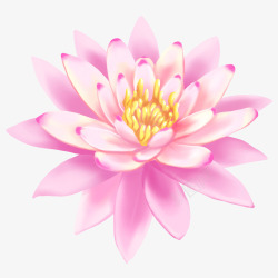 红莲花莲花莲花高清图片