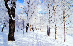 梦幻冬季雪景树林素材