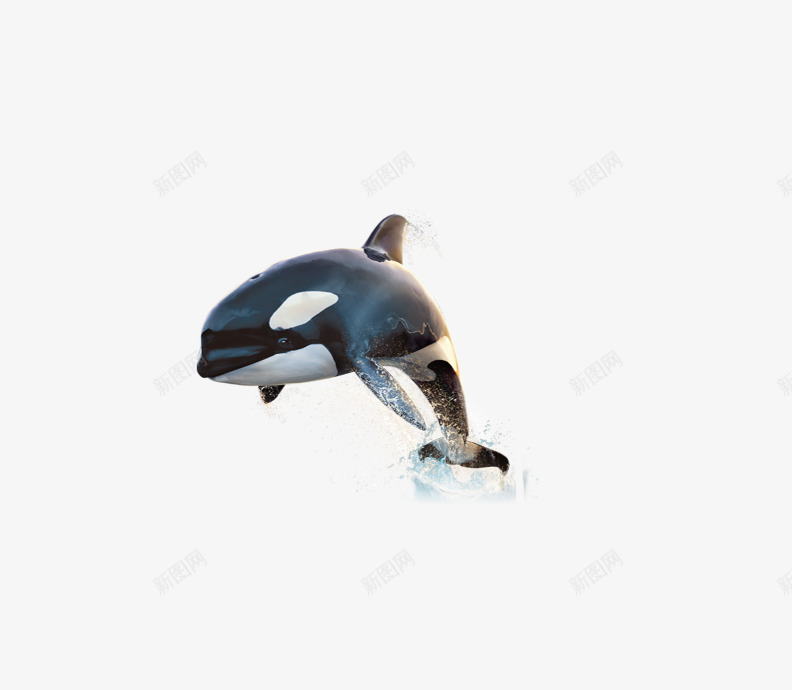 鲸鱼png免抠素材_88icon https://88icon.com 跳起来的鲸鱼水花 鲸鱼插图