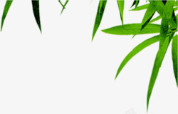 绿色清新竹叶风光端午装饰素材