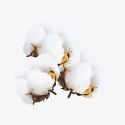 白色棉花团素材