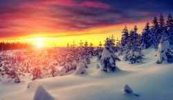 阳光天空雪地树林素材