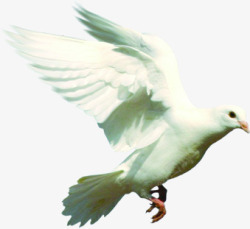 白色羽毛和平鸽素材