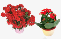 红色花卉盆景素材