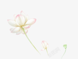 唯美清新荷花素材