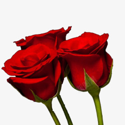 红色岁月代表爱情的花朵高清图片