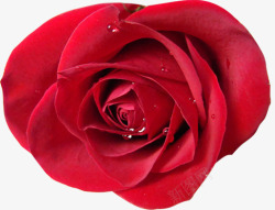 含水珠的玫瑰花一朵玫瑰花高清图片