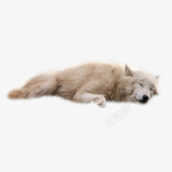 狼睡觉野狼雪狼孤狼动物狼睡觉高清图片