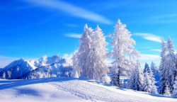 冬季大树覆雪海报素材