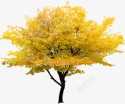 黄色大树落叶场景素材