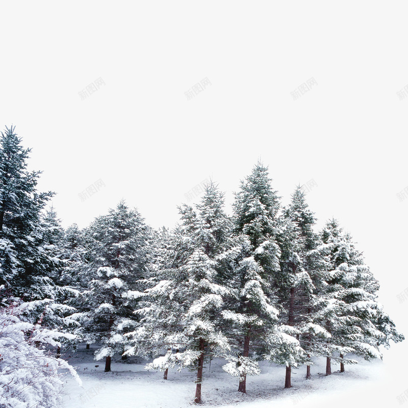 雪花覆盖的树林png免抠素材_88icon https://88icon.com 树林 森林 雪花覆盖 雪花覆盖的树林