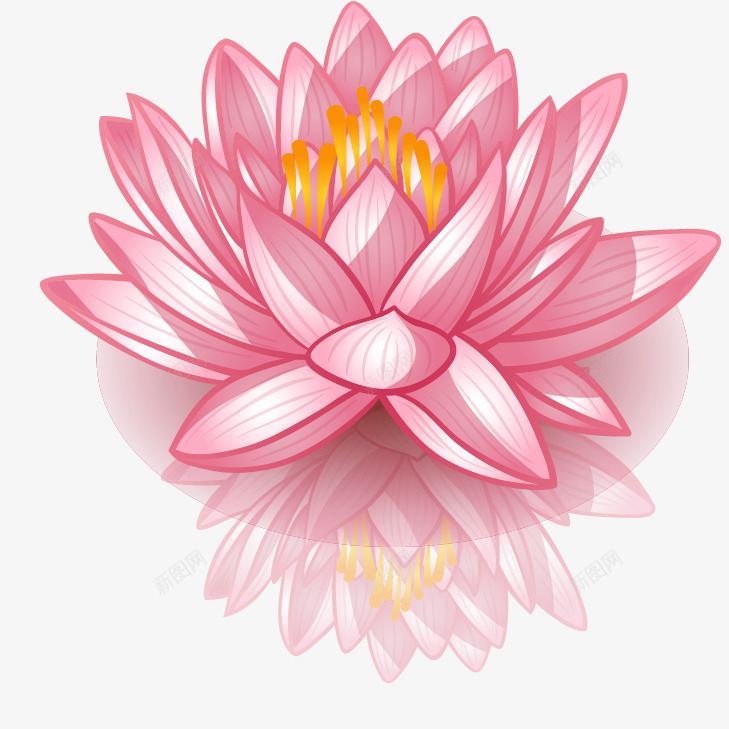 手绘莲花png免抠素材_88icon https://88icon.com 倒影 睡莲 粉色 荷花