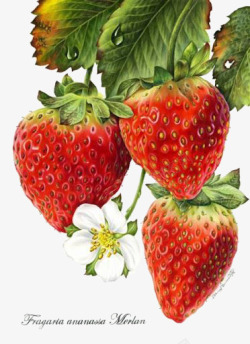 手绘超写实草莓带花素材