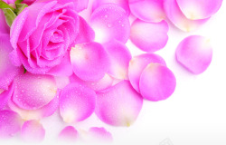 粉色玫瑰花瓣七夕卡片素材