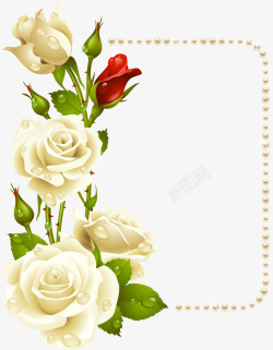 白色玫瑰花与珍珠卡片素材