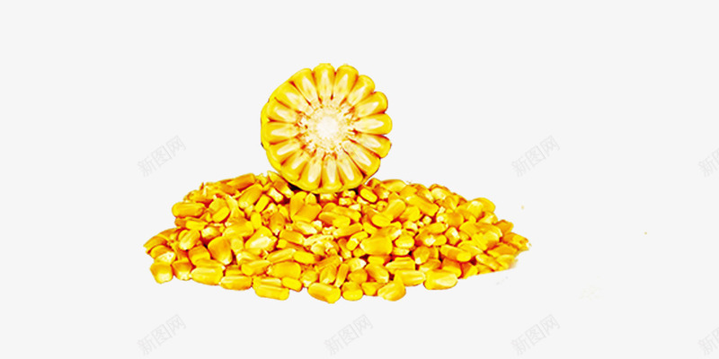 玉米和一堆玉米粒png免抠素材_88icon https://88icon.com 玉米 玉米粒 秋收 苞米 黄色